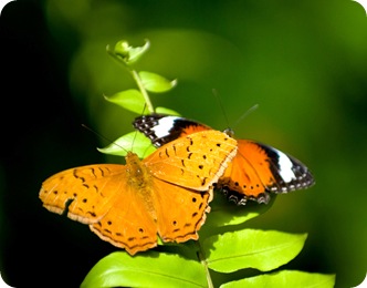 Две бабочки на ветке