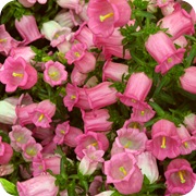 Колокольчики садовые розовые