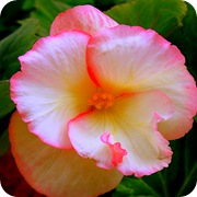 Бегония в саду | Любимые цветы
 Бегония Розовая