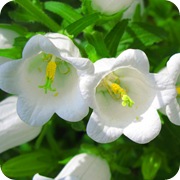 Колокольчики белые цветы