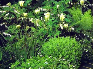 Бело-зеленый цветник
