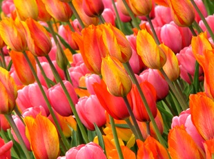tulips 7