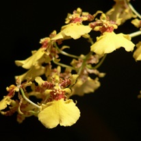 Орхидея Онцидия