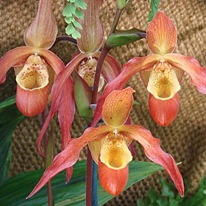 Орхидея-башмачок