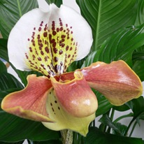 Орхидея-башмачок