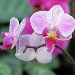 Орхидея домашняя – уход