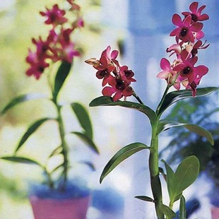 Орхидея дендробиум фаленопсис 