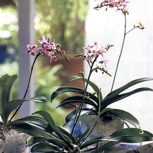 Мелкоцветковые орхидеи-бабочки 