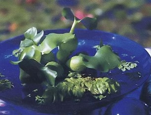 Сальвиния и водяной гиацинт