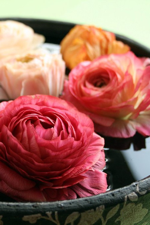 http://flowers.cveti-sadi.ru/files/2010/04/Ranunculus12.jpg