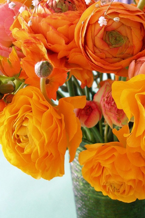 http://flowers.cveti-sadi.ru/files/2010/04/Ranunculus13.jpg