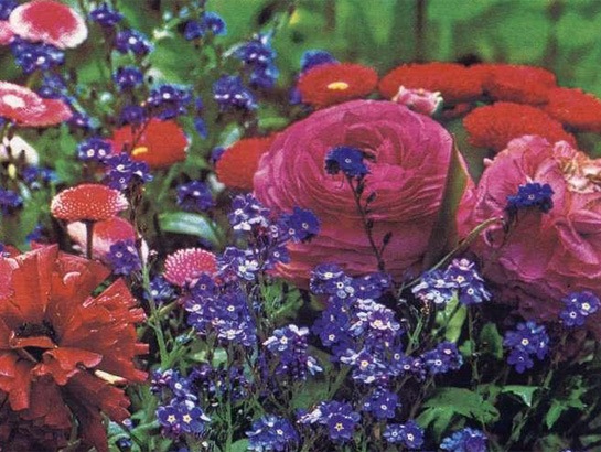 http://flowers.cveti-sadi.ru/files/2010/04/Ranunculus17.jpg