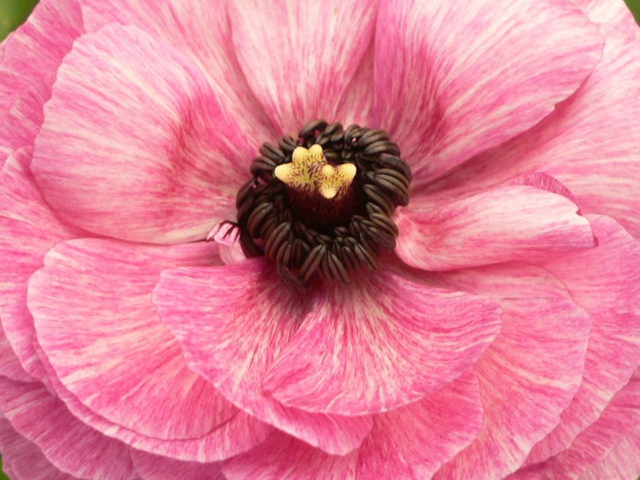 http://flowers.cveti-sadi.ru/files/2010/04/Ranunculus5.jpg