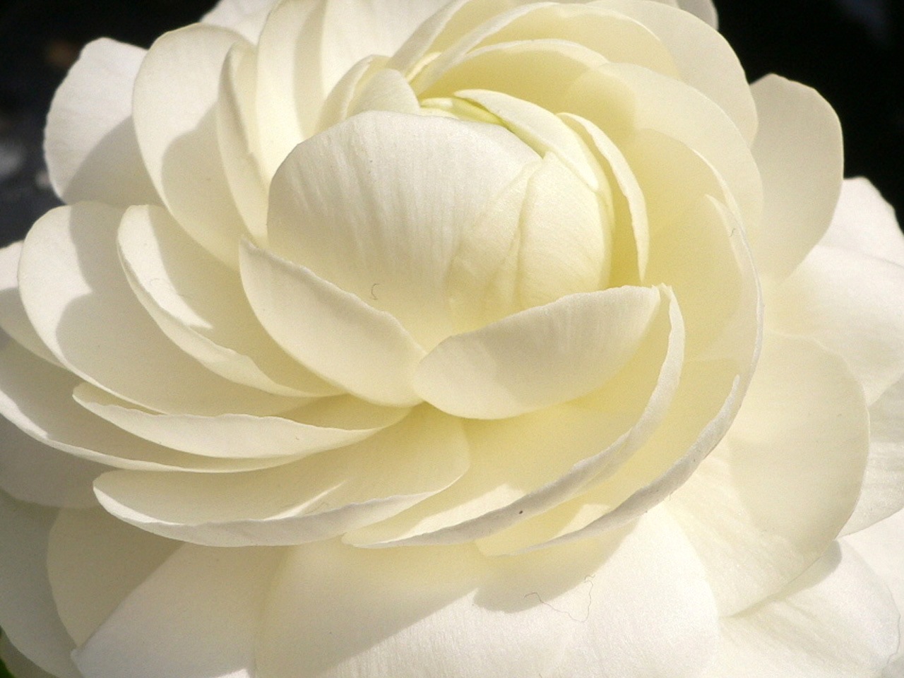 http://flowers.cveti-sadi.ru/files/2010/04/Ranunculus8.jpg