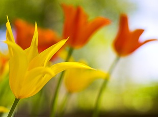 Желтые и оранжевые тюльпаны