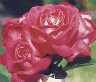 Чайногибридная роза 