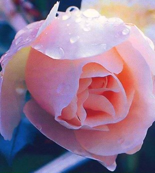 Кустарниковая роза