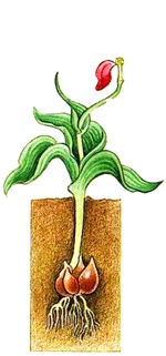 Развитие луковиц тюльпана