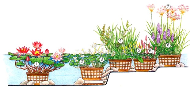 Водные растения