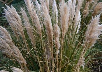 Кортадерия - пампасская трава