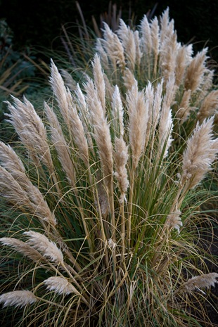 Пампасская трава