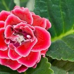 Глоксиния – бархатные цветы