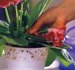 Срезайте отцветшие цветки глоксинии