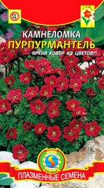 Купить семена камнеломки