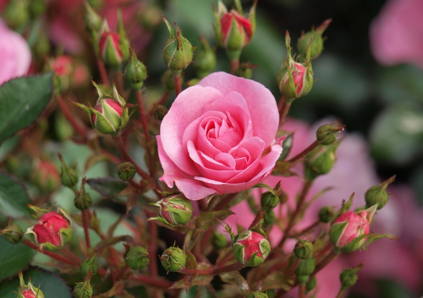 Выращивание чайно-гибридных роз в открытом грунте