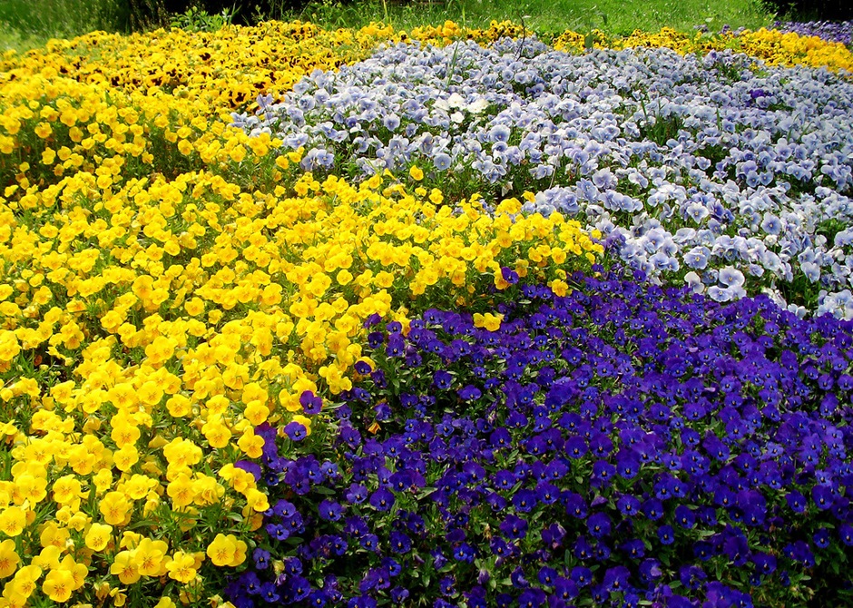 Сочетание Цветов В Саду Фото