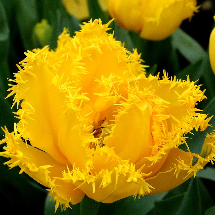 http://flowers.cveti-sadi.ru/files/2010/06/tulip4.jpg