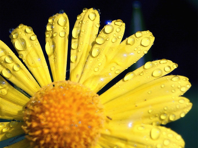 http://flowers.cveti-sadi.ru/files/2010/06/yellowflowergarden.jpg