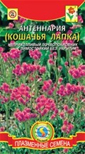 Купить семена кошачьей лапки Купить семена кошачьей лапки