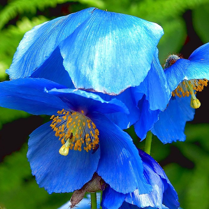 Цветы синие низкорослые
