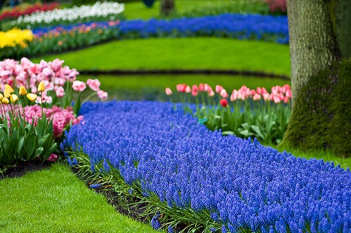 Фото по запросу Красивые садовые цветы