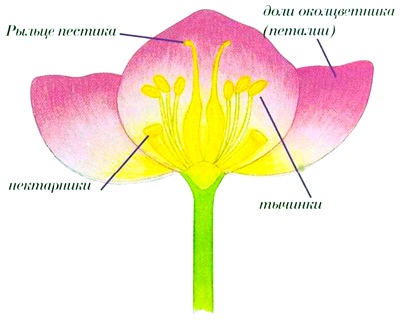 Схема строения цветка