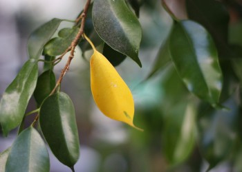 Почему желтеют листья у фикуса