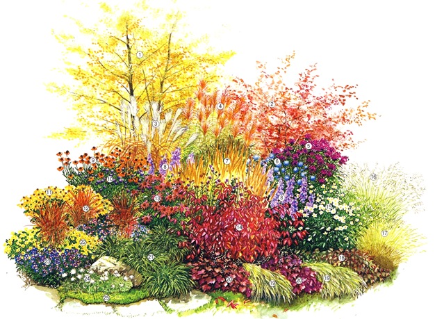 Декоративные злаки в саду. Осенняя клумба со злаками и многолетниками