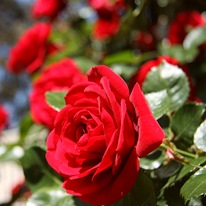 Плетистая роза