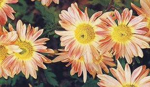 Хризантема Isabellrosa