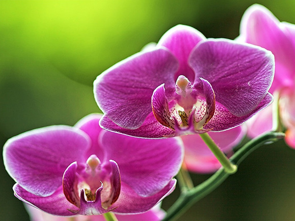 OrchidPhalaenopsis04.jpg