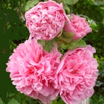 Шток-роза махровая розовая