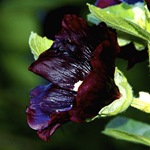 Шток-роза черная