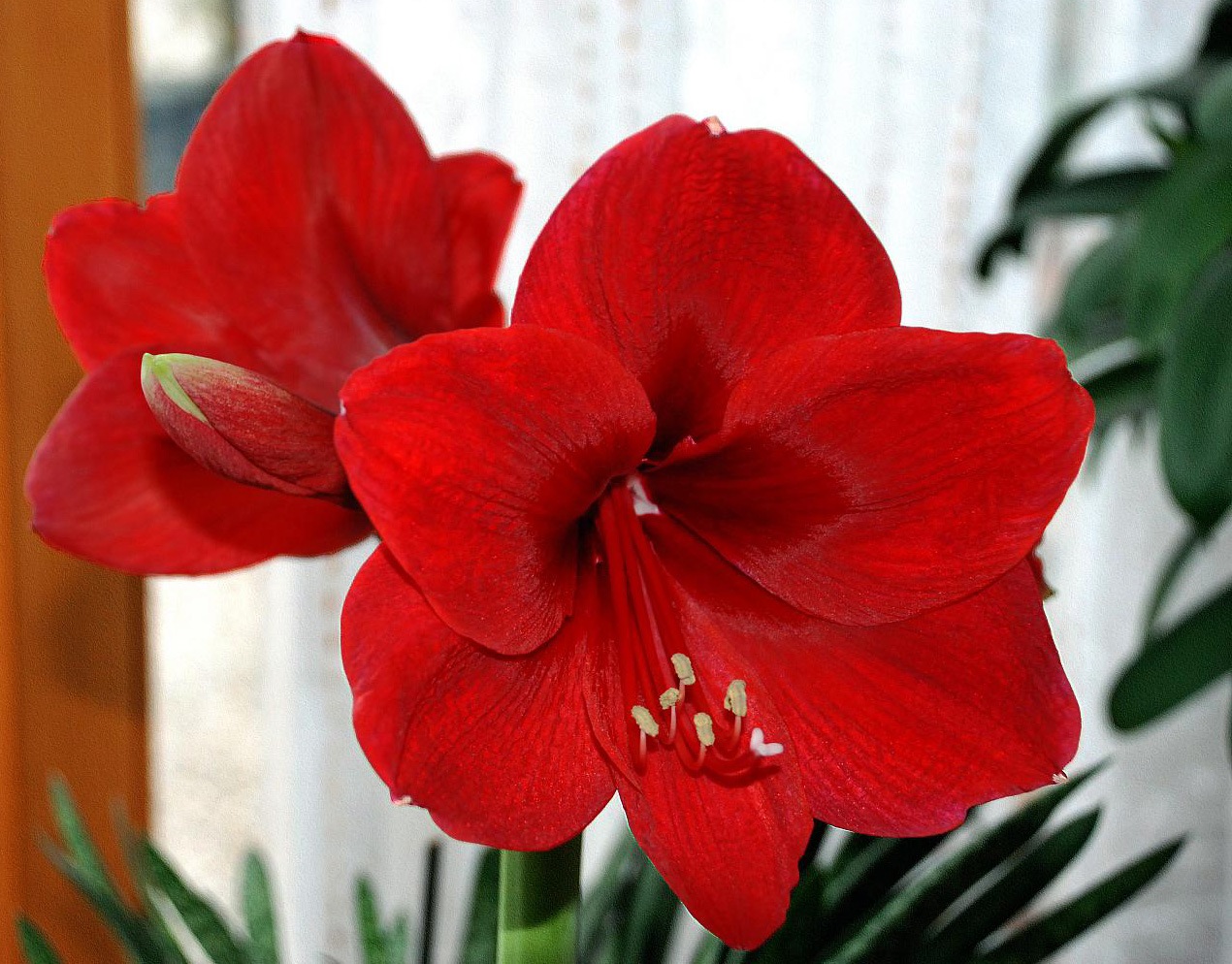 Комнатный цветок с большими красными цветами - 74 фото