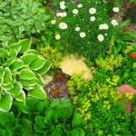 Три цветочные миниатюры для вашего сада